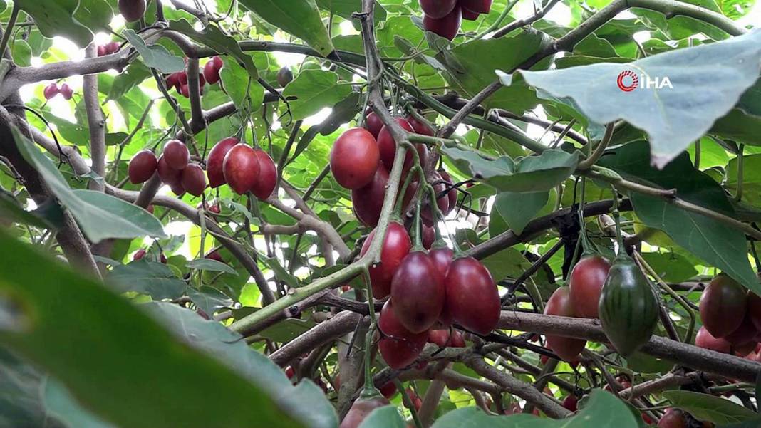 İlk kez görenler şaşkınlıkla izliyor: Bu domates ağaçtan toplanıyor! Yıllar önce o ülkeden getirdi, bu sezon bolluk yaşanıyor 16